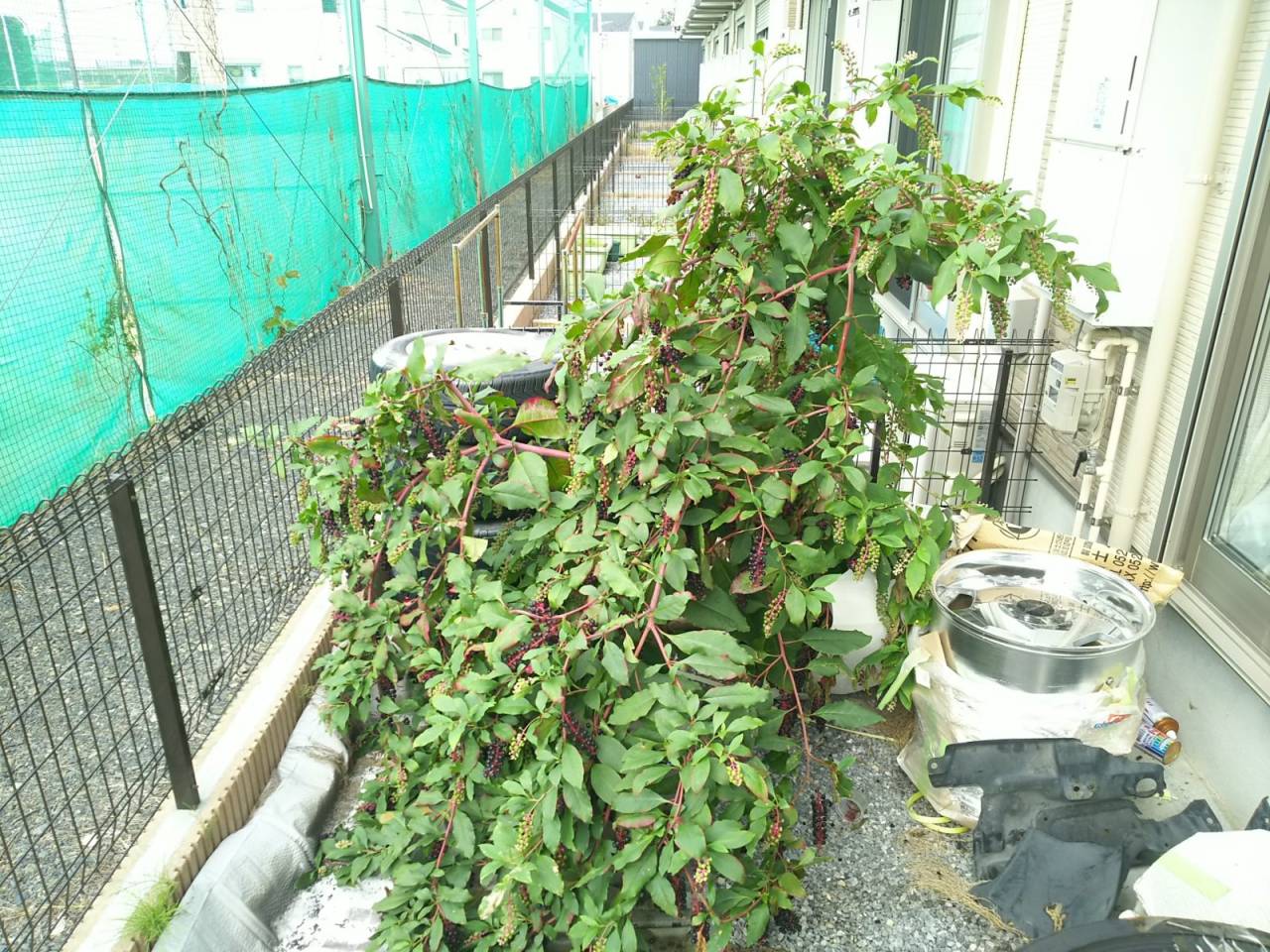 時間制定額(除草作業)