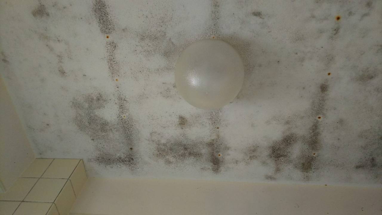 天井(作業前)<br>天井のカビ