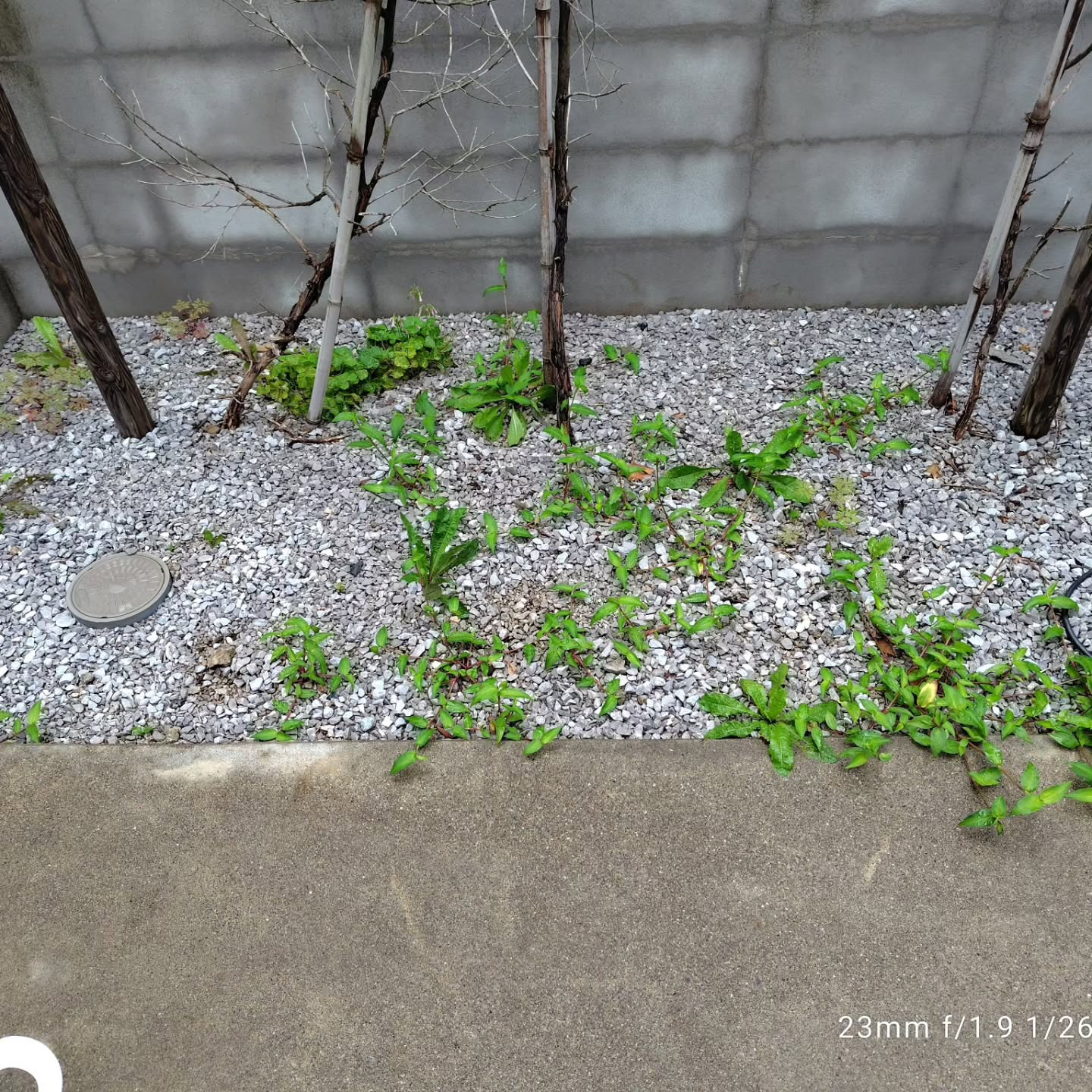 久しぶりの定期清掃日です。