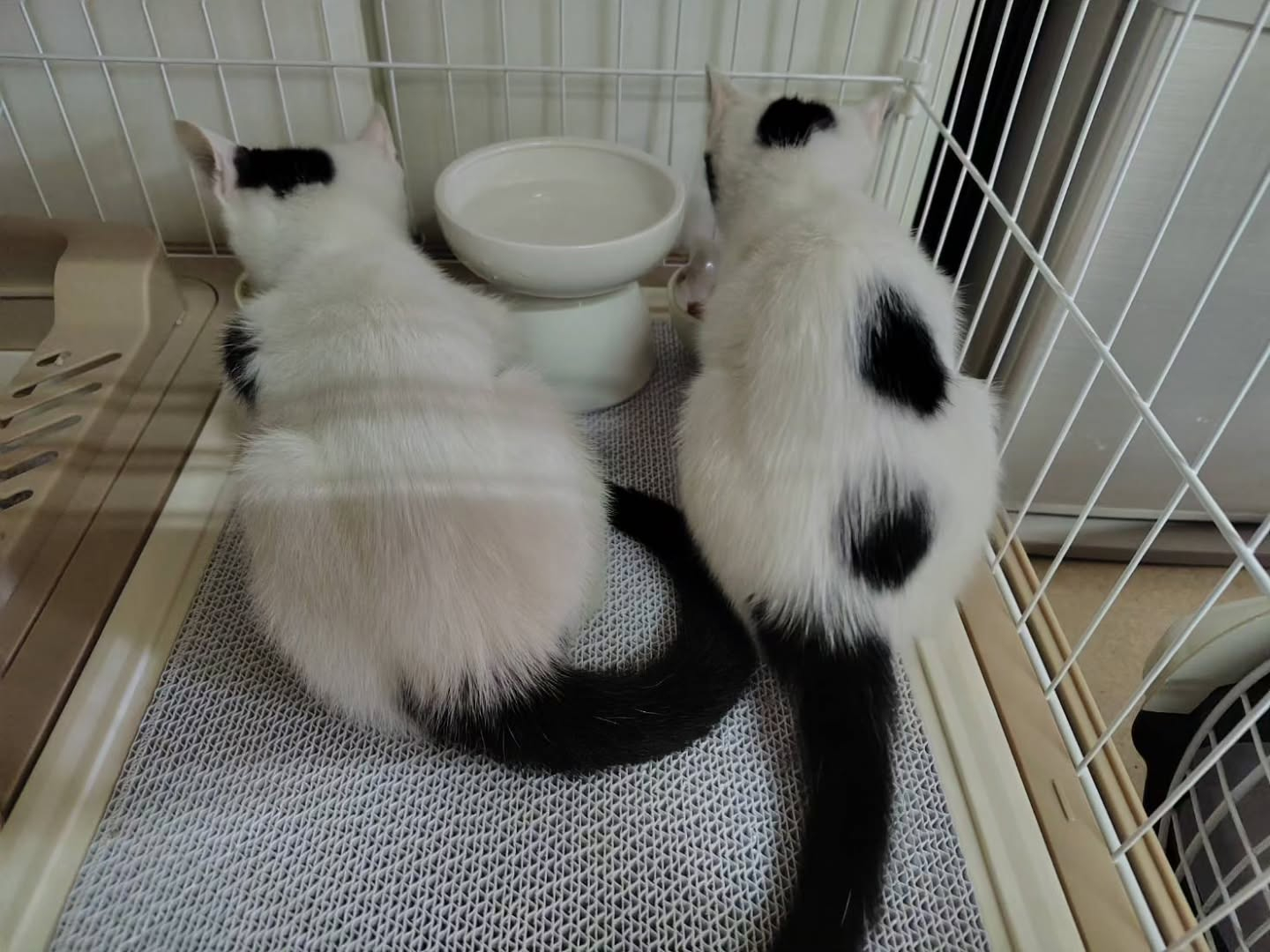 小さな命、しっかり育ってます。