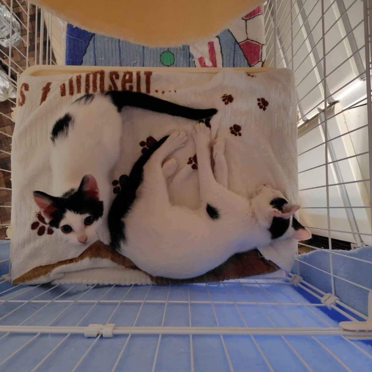 信じられないほど愛らしい猫たち。