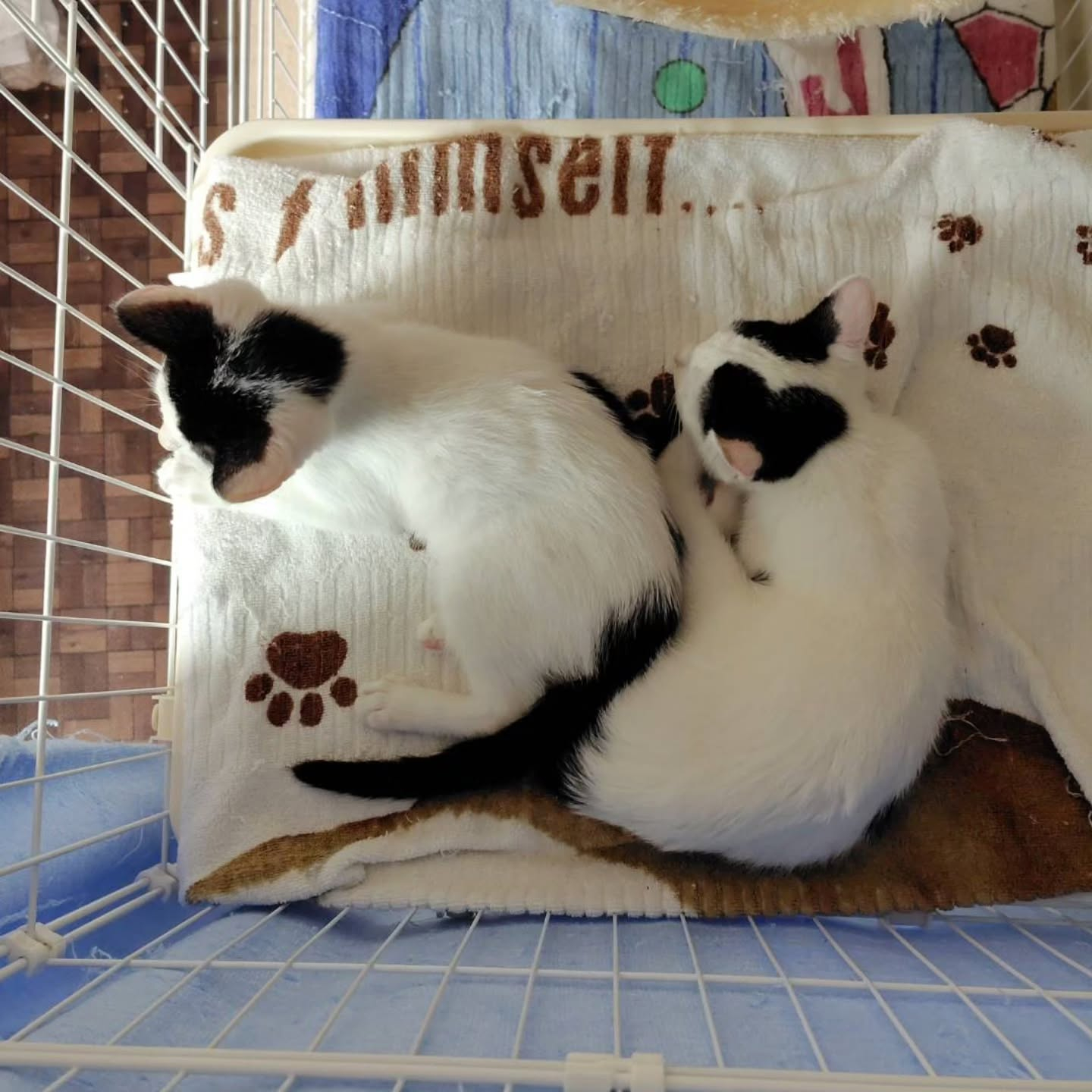 信じられないほど愛らしい猫たち。