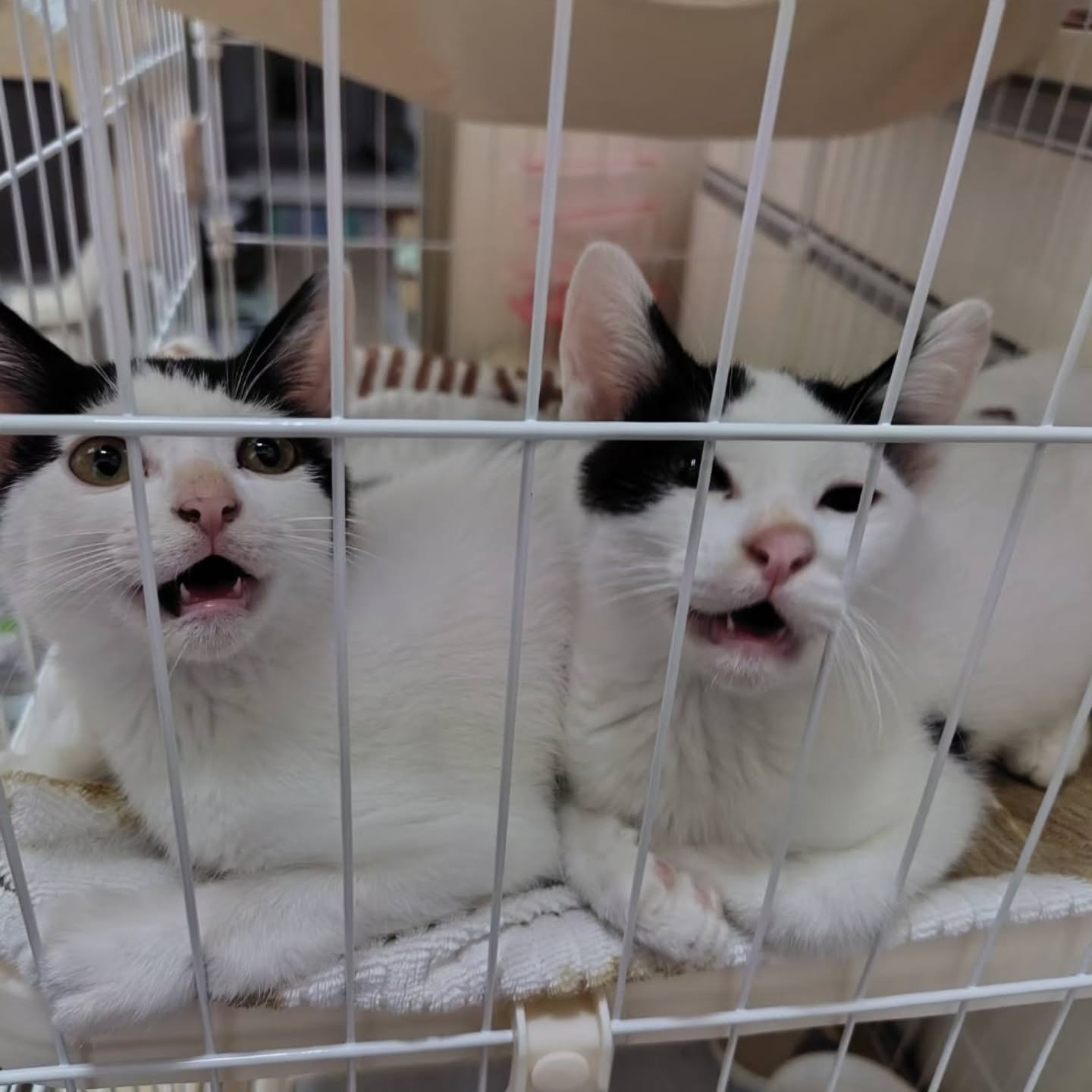 信じられないほど愛らしい猫たち。