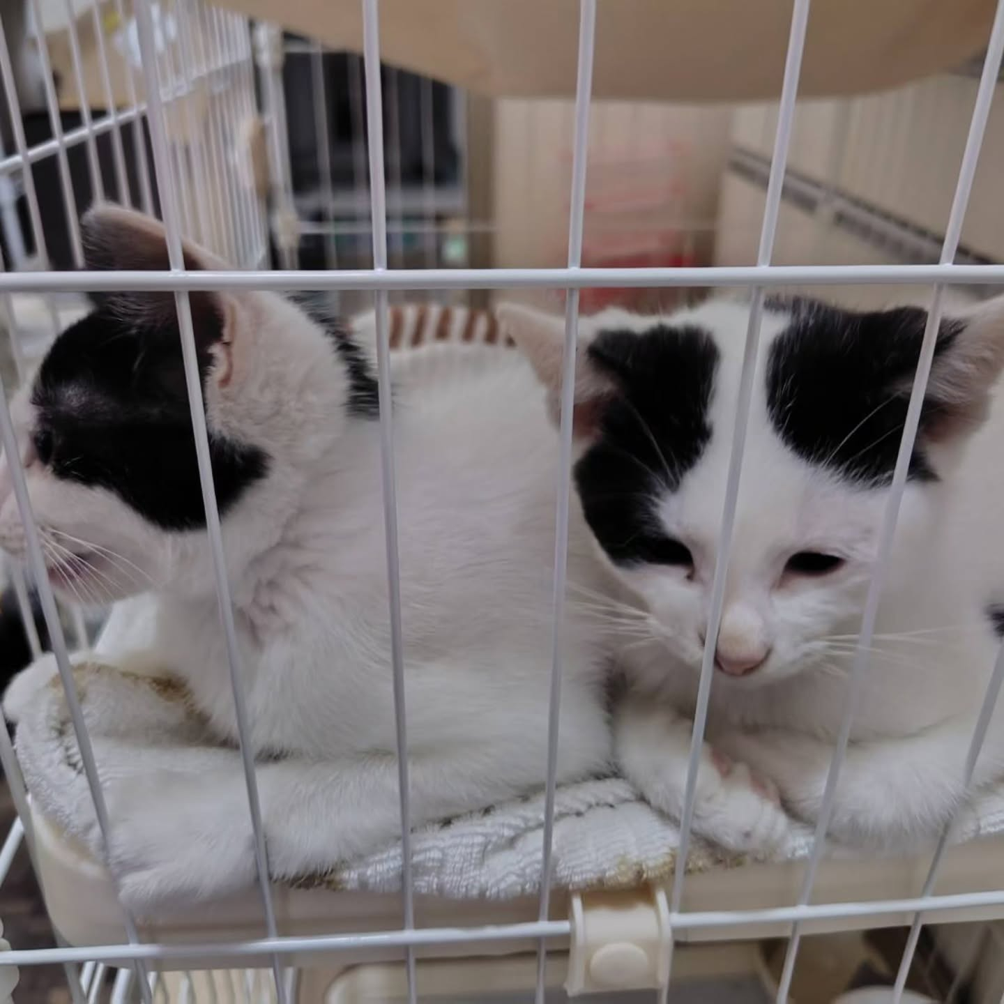 信じられないほど愛らしい猫たち。