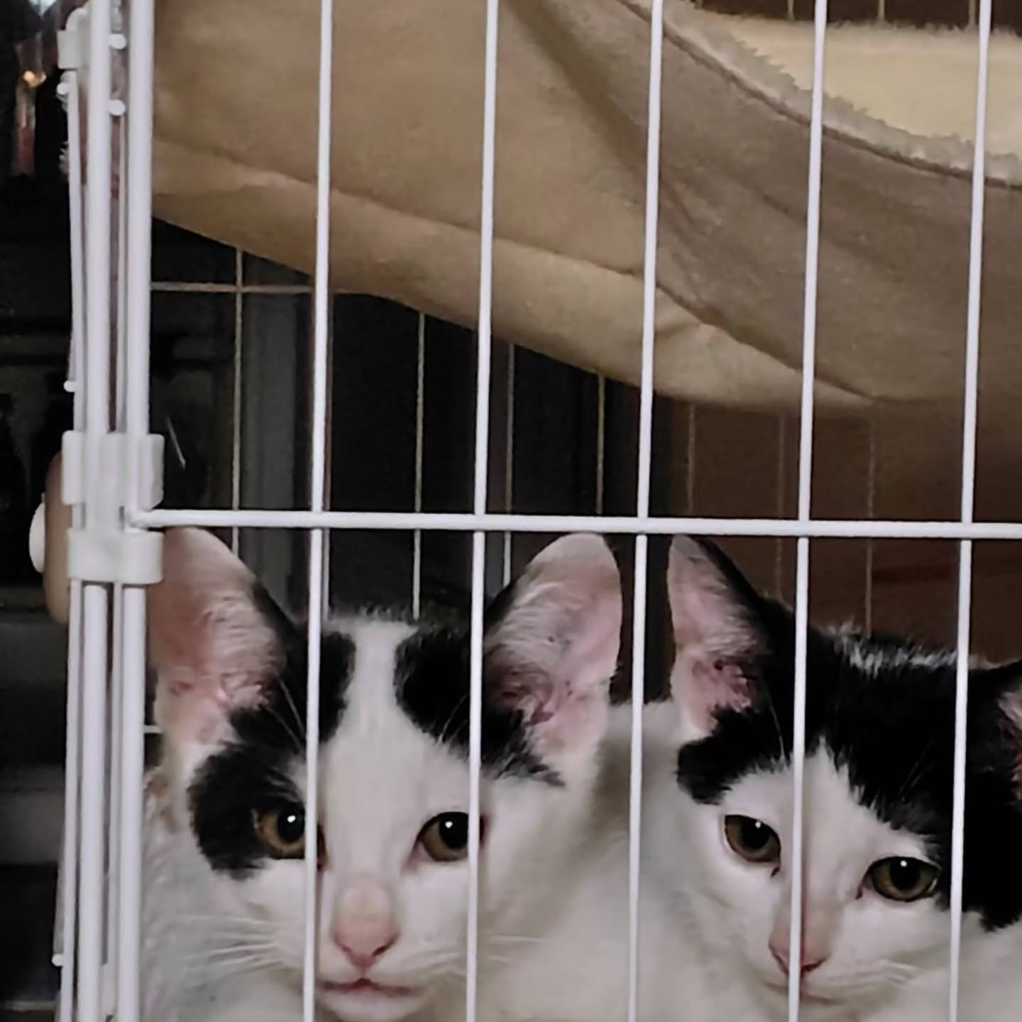 信じられないほど愛らしい猫たち。