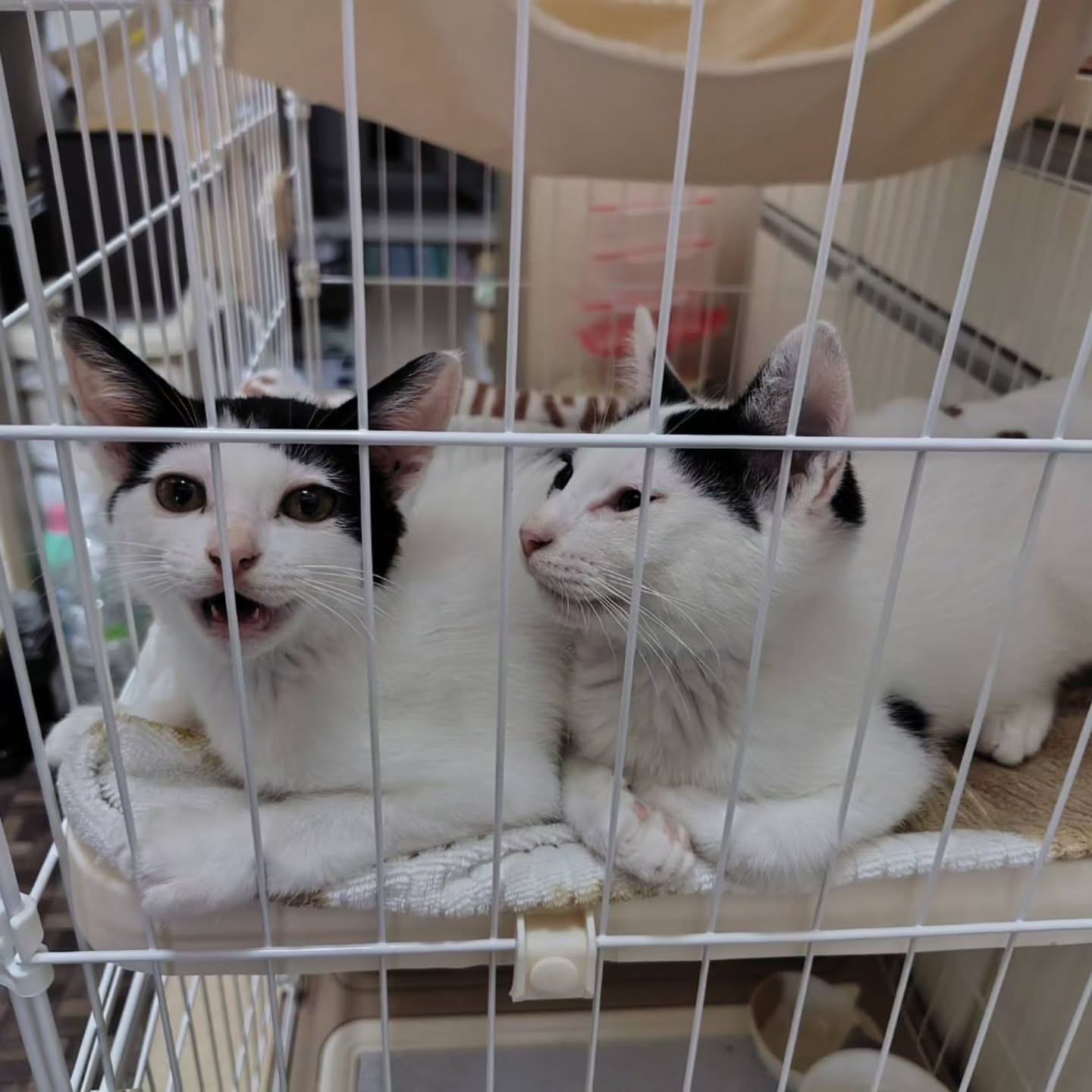 信じられないほど愛らしい猫たち。