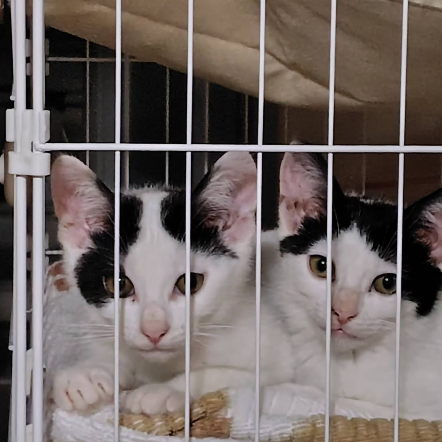 信じられないほど愛らしい猫たち。