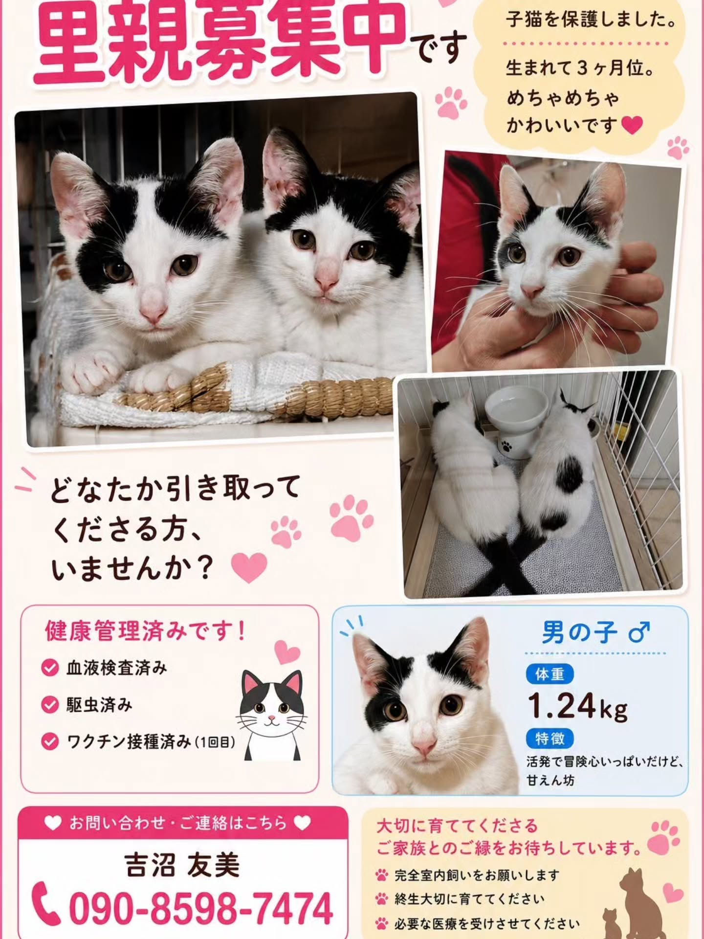 日々愛情を注いでいる保護ネコのご紹介です。