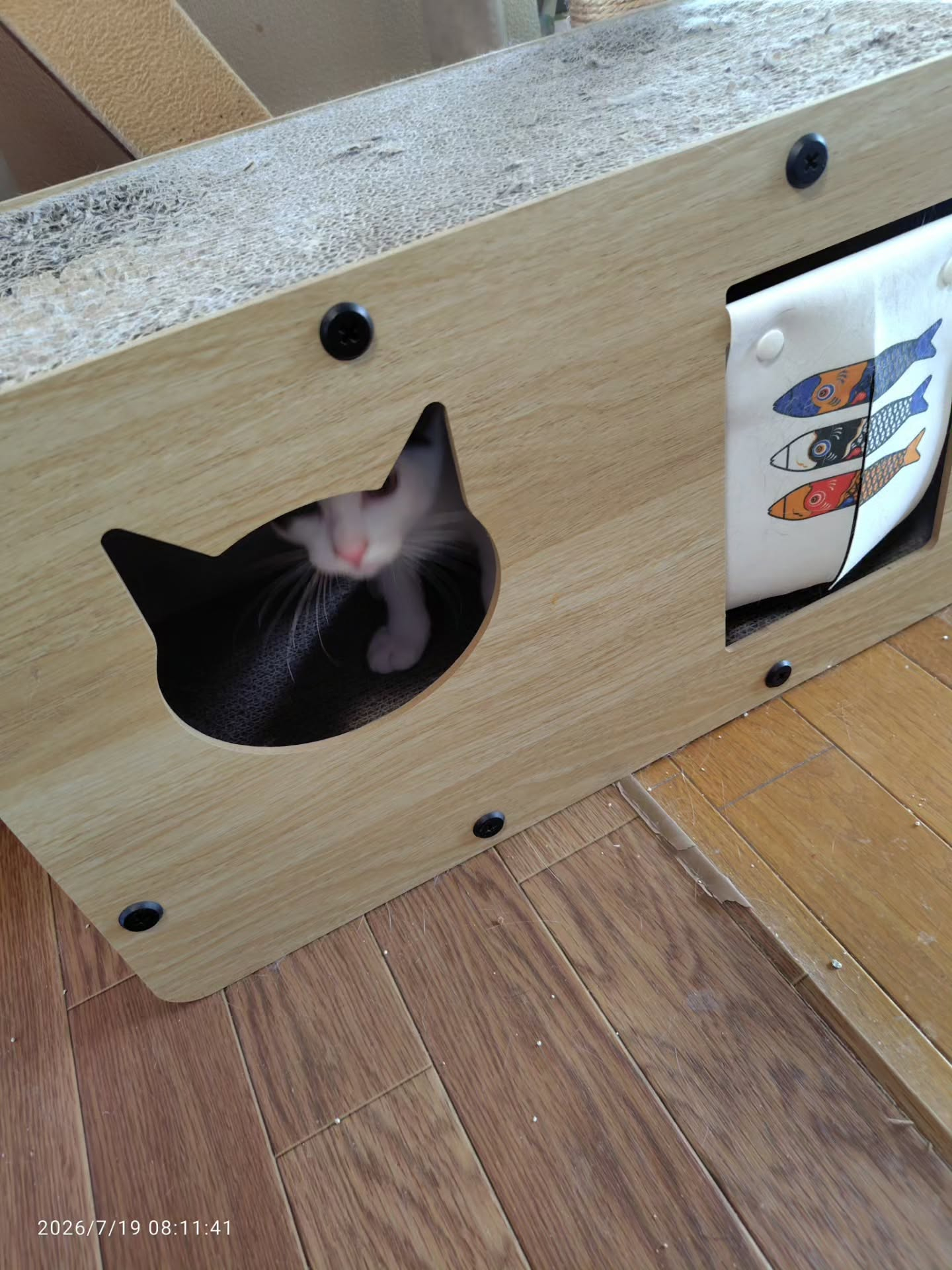 今日も元気で遊び回る保護ネコたちの姿。