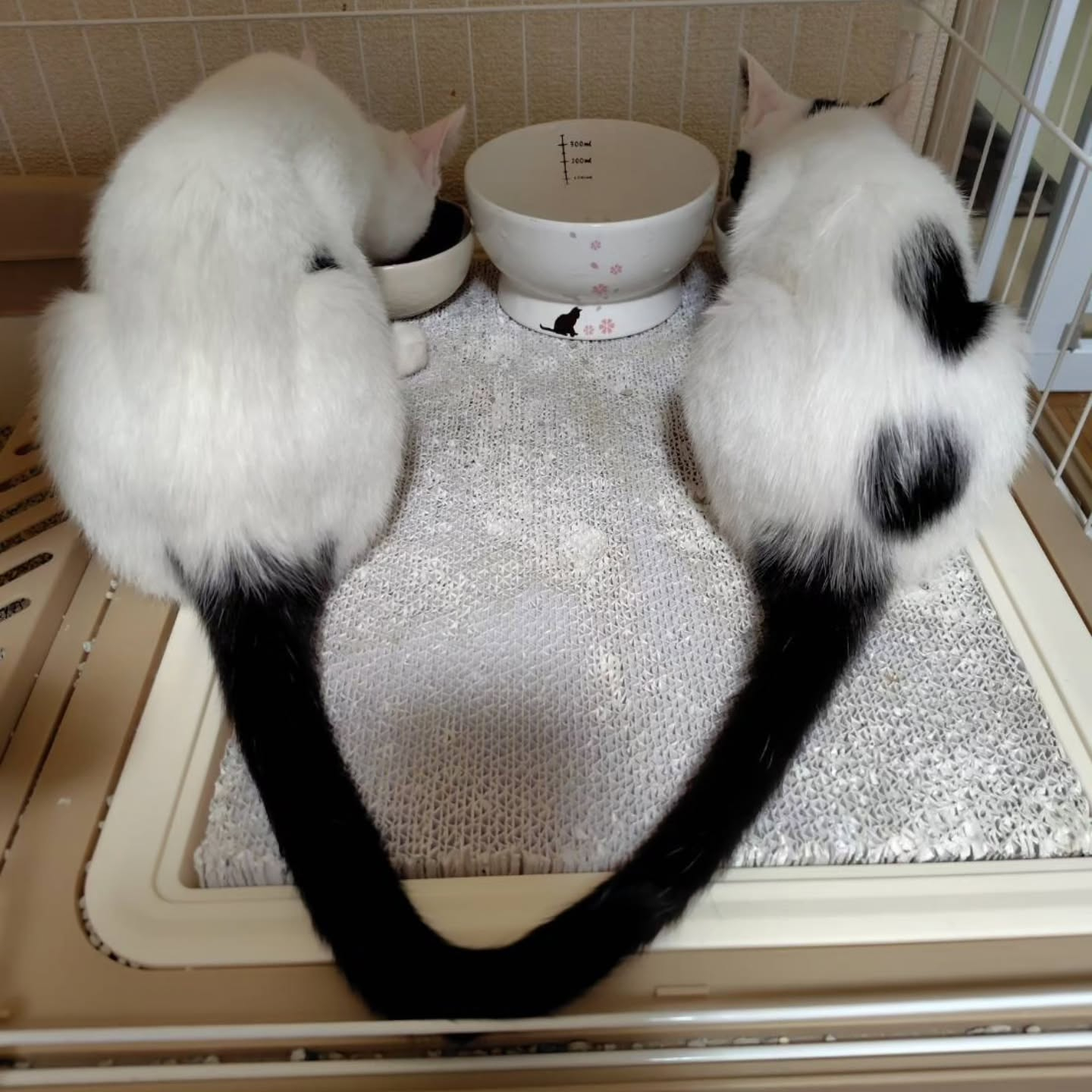 今日も元気いっぱいの朝です。
