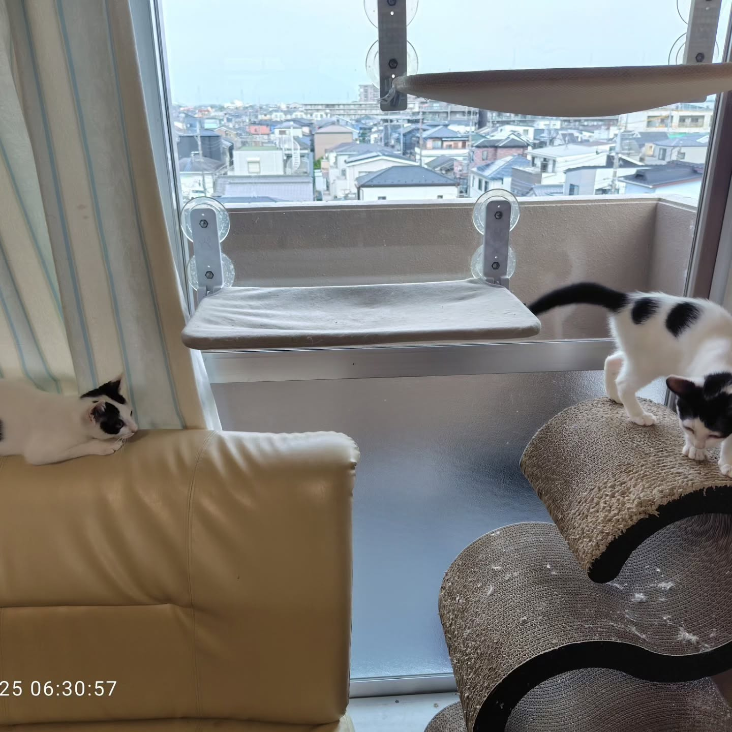 かわいい保護ネコちゃん