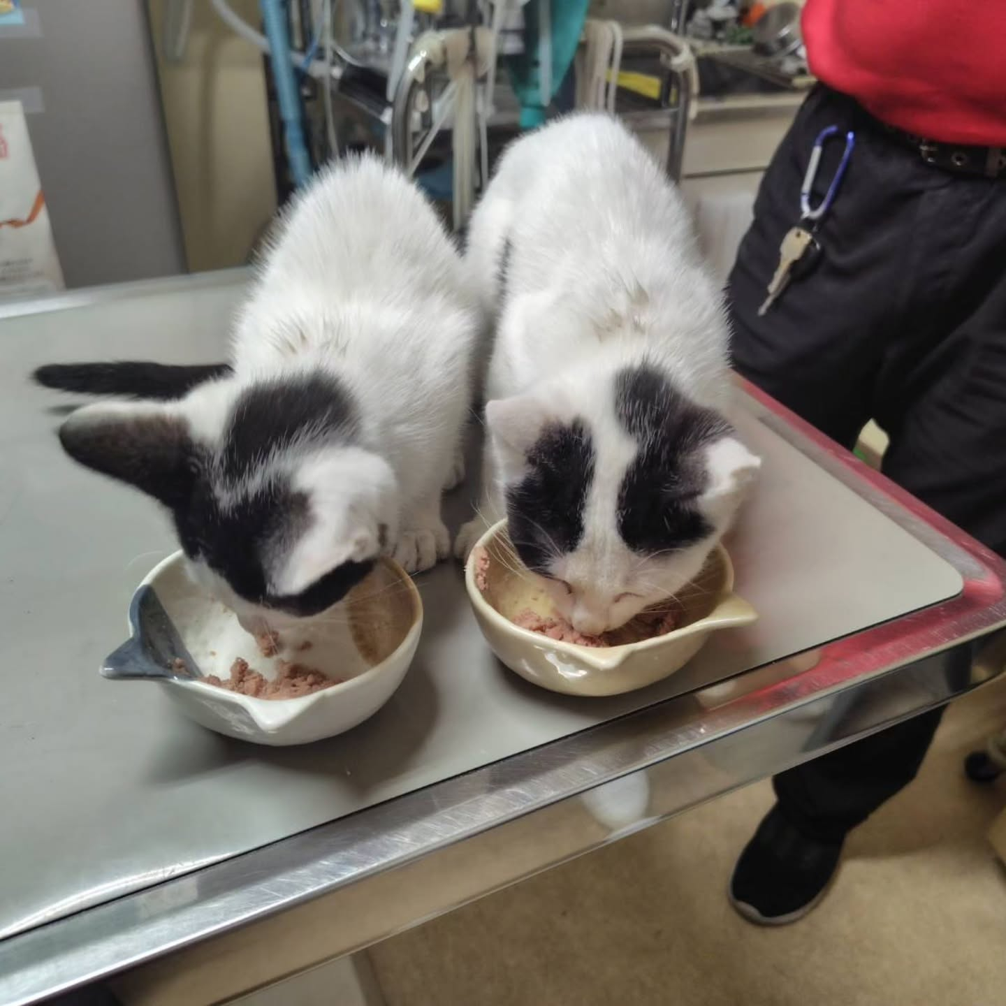 今日は特別なお知らせがあります！
