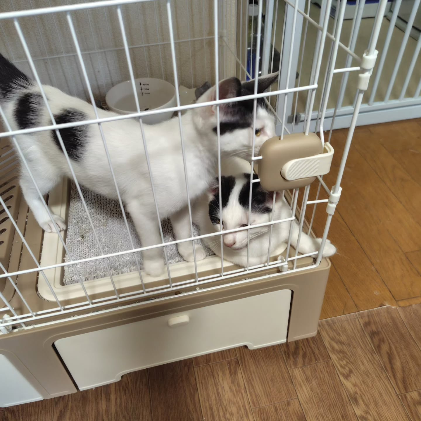 今日は特別なお知らせがあります！