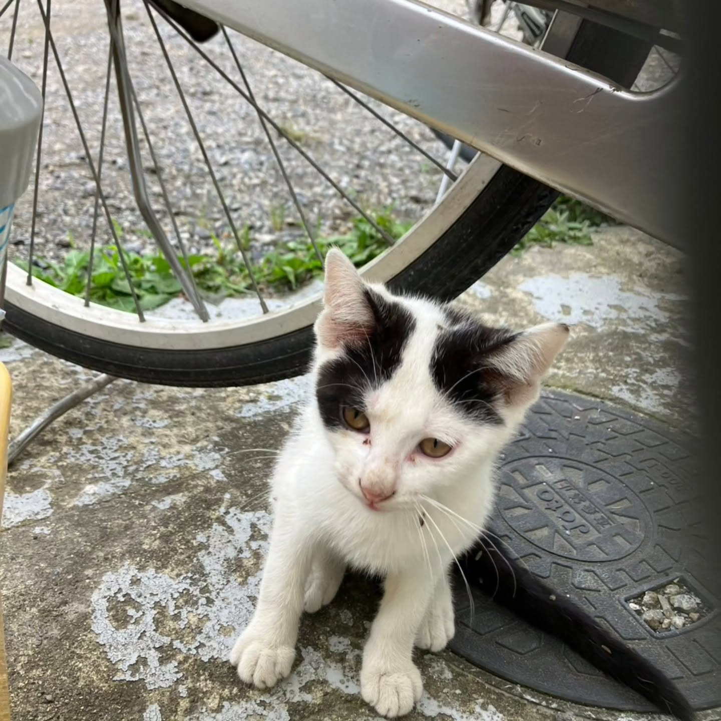 今日は特別なお知らせがあります！