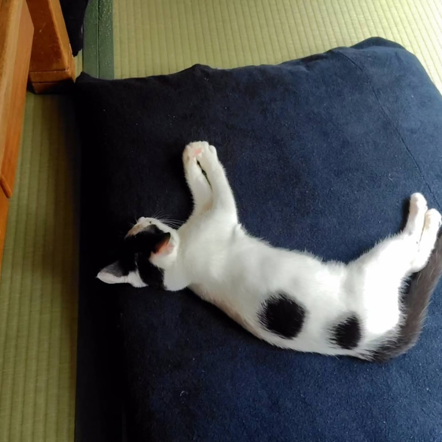 先日私たちが保護した女の子のネコちゃんの里親さんから嬉しいお...
