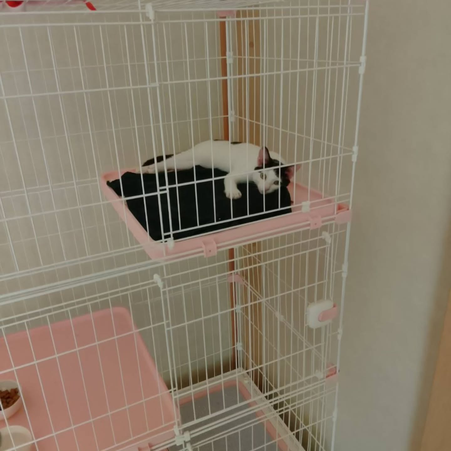 先日私たちが保護した女の子のネコちゃんの里親さんから嬉しいお...