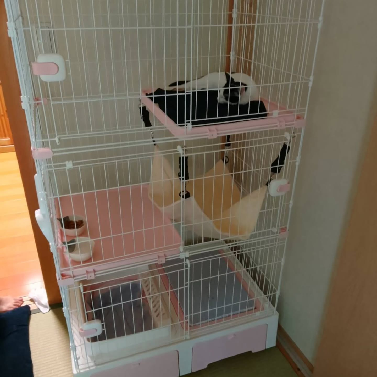 先日私たちが保護した女の子のネコちゃんの里親さんから嬉しいお...