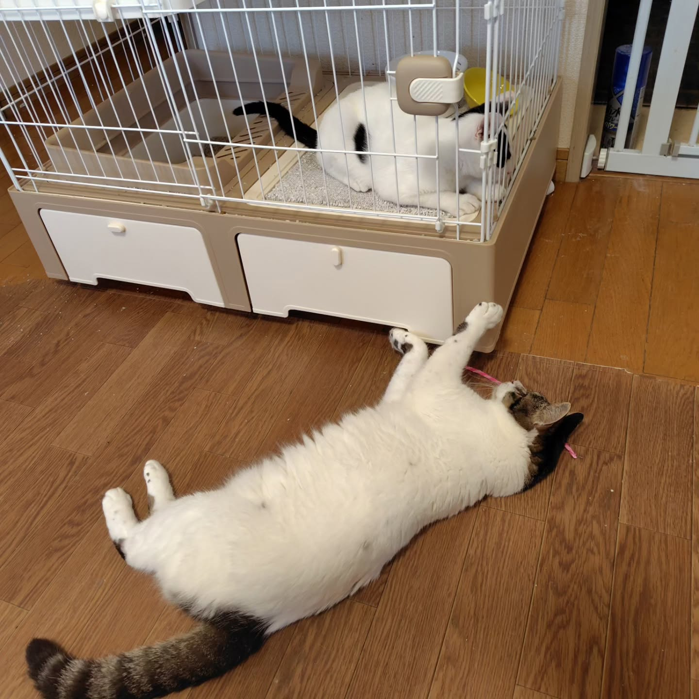 モカ君、元気に過ごしていますよ。