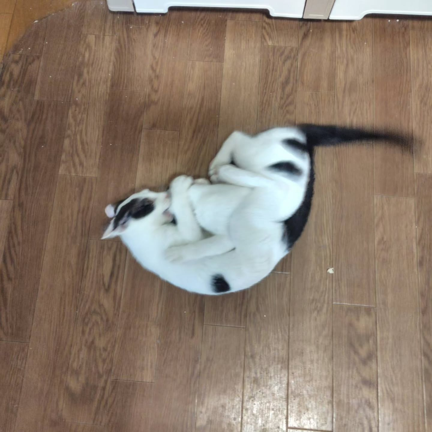 今日、新しいドアが開かれました。