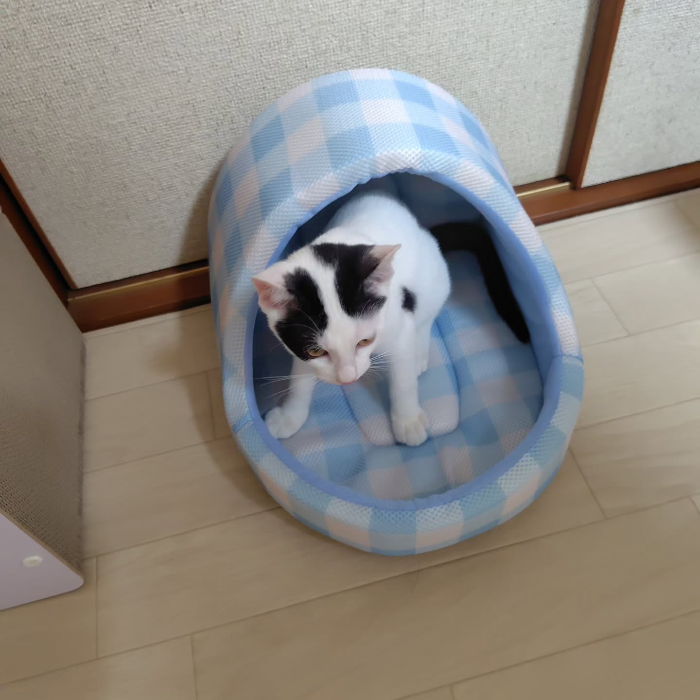 モカ君の冒険は新たな幕を開けました。