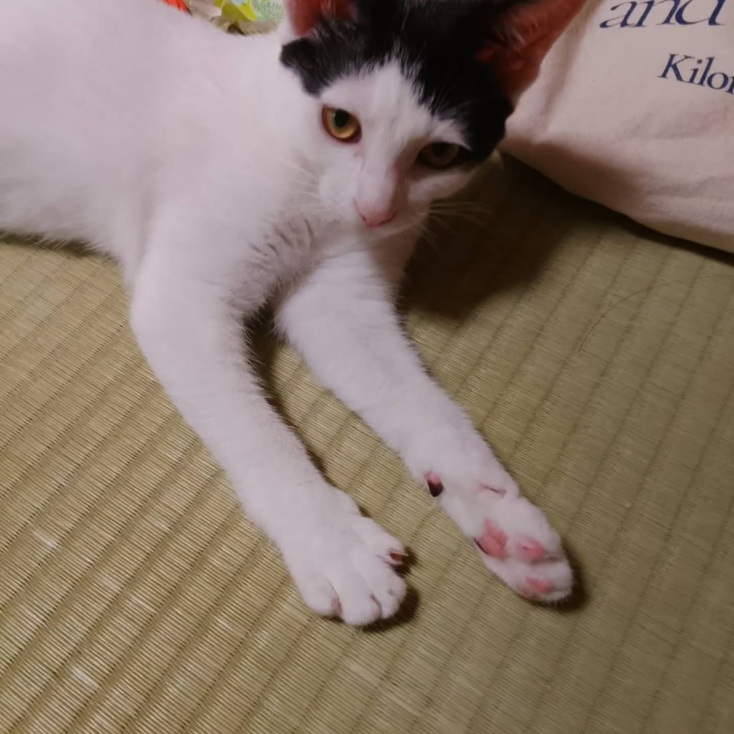 新しい生活で成長中