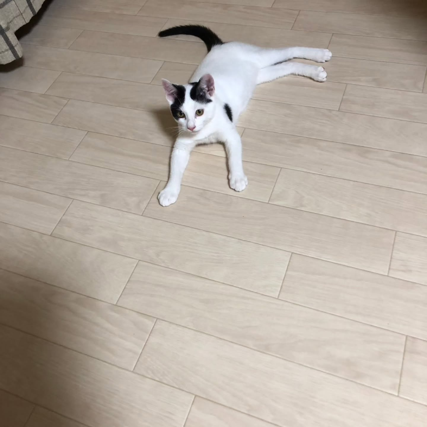 新しい生活で成長中