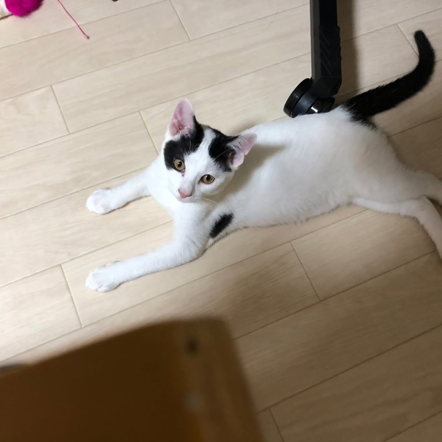 新しい生活で成長中