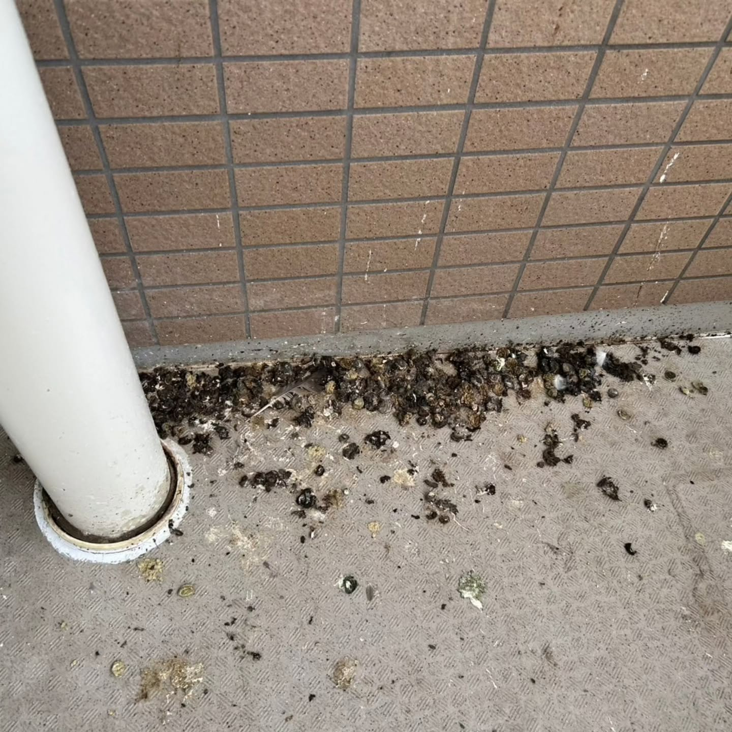 ベランダに鳥の痕跡が気になる方へ。