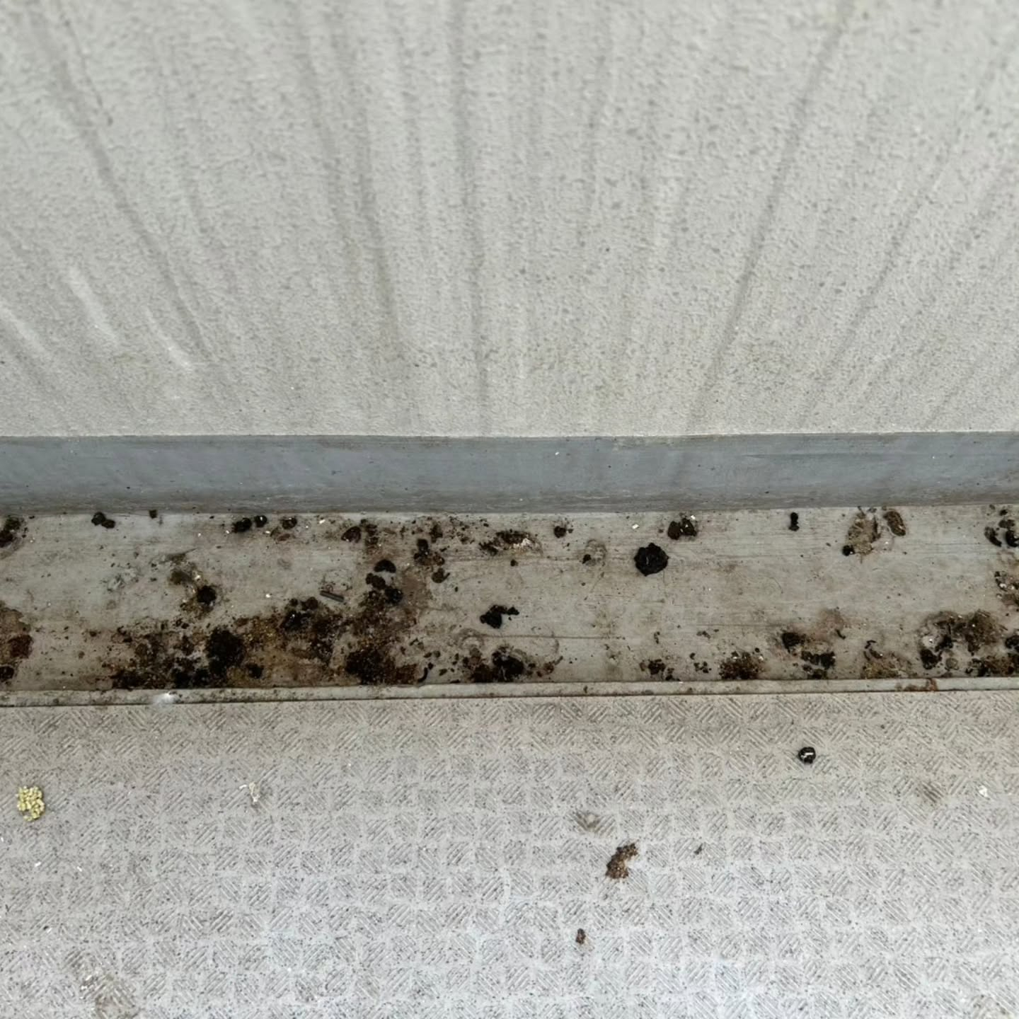 ベランダに鳥の痕跡が気になる方へ。