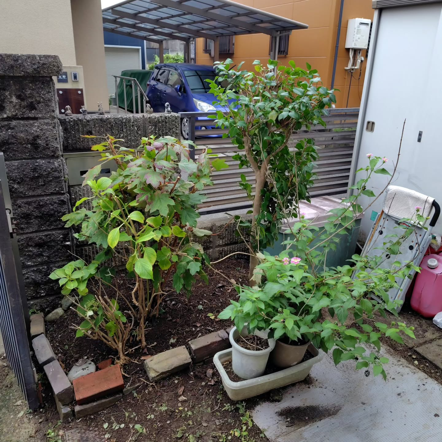 今年最後のお庭のお手入れへ。