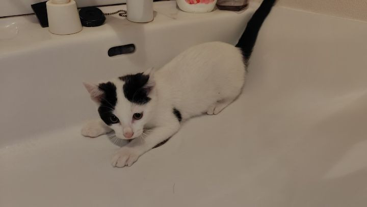 新しい家族を待っている保護ねこたちが元気いっぱいです。
