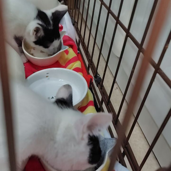 3日前、工場の現場で保護したねこたちが、今日も朝早くから食欲...