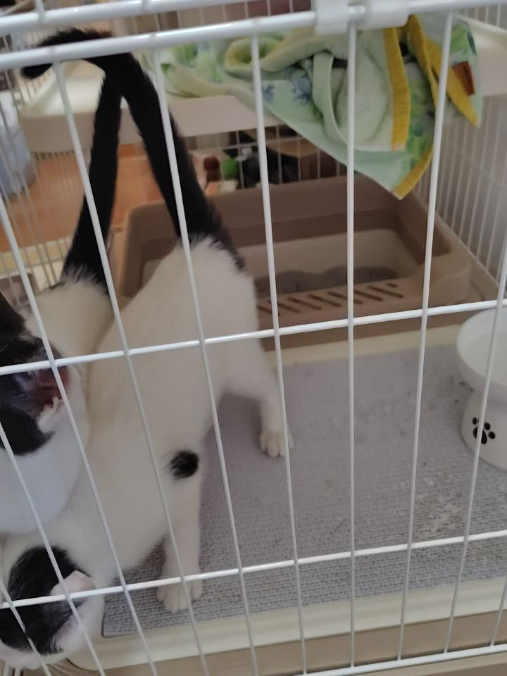 保護した子猫たち、毎日が冒険です。