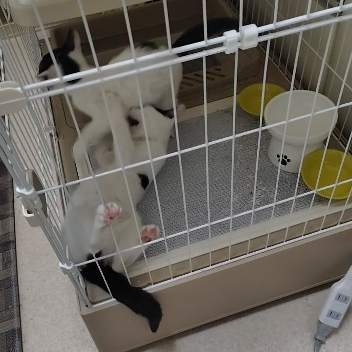夜の猫たちのアクティビティ。
