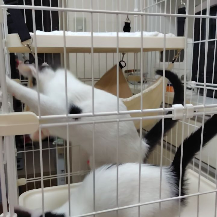 保護されたネコたちとの10日目の朝。