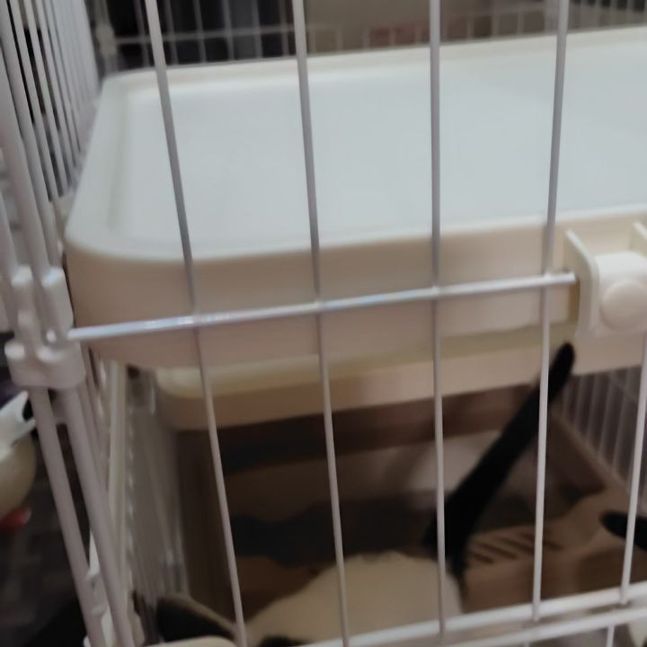 保護ネコたちの朝が始まりました。