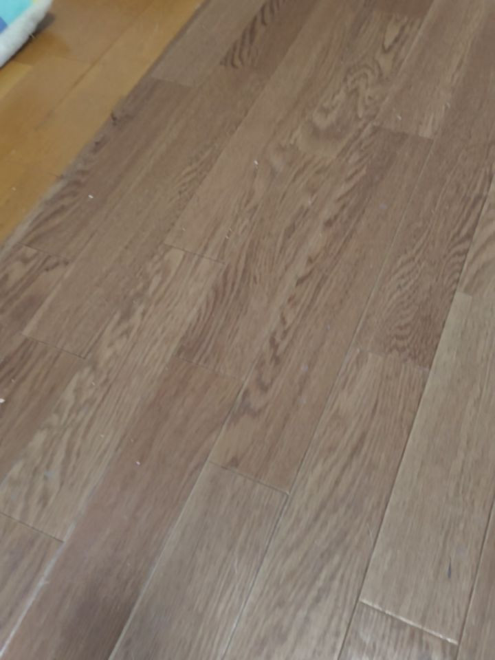 今日も元気で遊び回る保護ネコたちの姿。