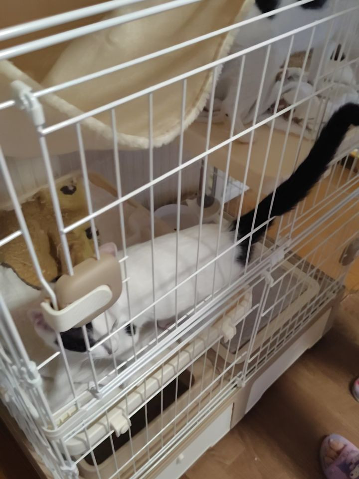 お天気も猫たちも、今日も元気いっぱいです。